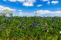 A Beautiful Field Blanketed with the Famous Texas Bluebonnet (Lupinus texensis) Wildflowers.