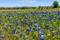 A Beautiful Field Blanketed with the Famous Texas Bluebonnets