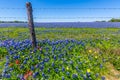 A Beautiful Field Blanketed with the Famous Texas Bluebonnets Royalty Free Stock Photo