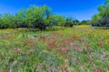 A Beautiful Field Blanketed with Various Texas Wildflowers