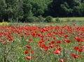 Field of red poppies in Provence France with trees in background Royalty Free Stock Photo