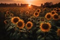 Beautiful field of blooming sunflower against sunset. Generative AI