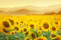 Beautiful field of blooming sunflowers against sunset golden light and blurry mountains landscape background Royalty Free Stock Photo