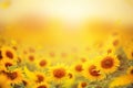 Beautiful field of blooming sunflowers against sunset golden light and blurry  softten sunflower field background Royalty Free Stock Photo