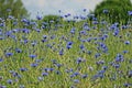 Beautiful blue corn flowers field Royalty Free Stock Photo