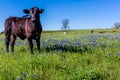 A Beautiful Field with Bluebonnets and Black Angus Cow