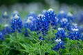 Beautiful field of bluebonnets in Texas Royalty Free Stock Photo