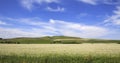 Beautiful field of buckwheat