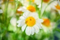 Beautiful field camomile in a garden. Summer flowers. Fine meadow. Summer background. Selective focus.