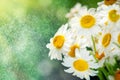 Beautiful field camomile in a garden. Summer flowers. Fine meadow. Summer background. Selective focus. Royalty Free Stock Photo