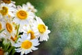 Beautiful field camomile in a garden. Summer flowers. Fine meadow. Summer background. Selective focus. Royalty Free Stock Photo