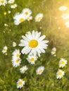 Beautiful field camomiles in the grass. Sunny summer day nature. Green lawn flowers background. Floral wallpaper. Spring Royalty Free Stock Photo