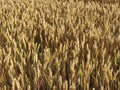 Beautiful field of cereal gilded by the sun ready to harvest and grind Royalty Free Stock Photo