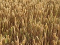 beautiful field of cereal gilded by the sun ready to harvest and grind Royalty Free Stock Photo