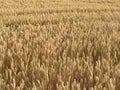 beautiful field of cereal gilded by the sun ready to harvest and grind Royalty Free Stock Photo