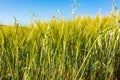 Beautiful field of cereals wheat, barley, oats green on a sunny spring day. Royalty Free Stock Photo