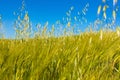 Beautiful field of cereals wheat, barley, oats green on a sunny spring day. Royalty Free Stock Photo