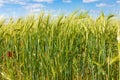 Beautiful field of cereals wheat, barley, oats green on a sunny spring day. Royalty Free Stock Photo