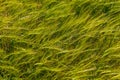 Beautiful field of cereals wheat, barley, oats green on a sunny spring day. Royalty Free Stock Photo