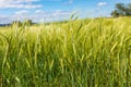 Beautiful field of cereals wheat, barley, oats green on a sunny spring day. Space to insert your text Royalty Free Stock Photo