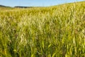 Beautiful field of cereals wheat, barley, oats green on a sunny spring day. Copy space. Royalty Free Stock Photo