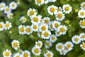 Beautiful field chamomile with beautiful bokeh 3 Royalty Free Stock Photo