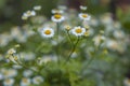 Beautiful field chamomile with beautiful bokeh 2 Royalty Free Stock Photo