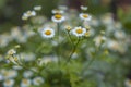 Beautiful field chamomile with beautiful bokeh 2