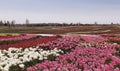 beautiful field of colorful tulip flowers in full blooming. in spring in the rays of the setting sun at sunset Royalty Free Stock Photo