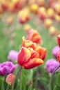Beautiful field of colorful tulips Royalty Free Stock Photo