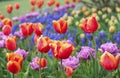 Beautiful field of colorful tulips Royalty Free Stock Photo