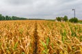 A beautiful field of corn and a crazy sky Royalty Free Stock Photo