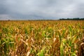 A beautiful field of corn and a crazy sky Royalty Free Stock Photo