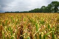 A beautiful field of corn and a crazy sky Royalty Free Stock Photo