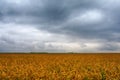 A beautiful field of corn and a crazy sky Royalty Free Stock Photo