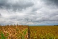 A beautiful field of corn and a crazy sky Royalty Free Stock Photo