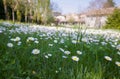 Beautiful field of daisies in spring in front of a farm