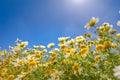 Flowers daisies in summer meadow and blue sky with white clouds. Idyllic tranquil love happiness floral concept Royalty Free Stock Photo