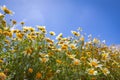 Flowers daisies in summer meadow and blue sky with white clouds. Idyllic tranquil love happiness floral concept Royalty Free Stock Photo