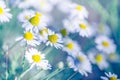 Beautiful field of daisy flowers in spring. Blurred abstract summer meadow with bright blossoms Royalty Free Stock Photo