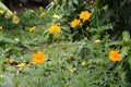 Beautiful field daisy yellow flowers in the garden Royalty Free Stock Photo