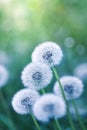 Beautiful field of dandelion flowers in green nature background, macro