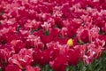 A beautiful field of deep red flowering tulips with one yellow tulip. Royalty Free Stock Photo