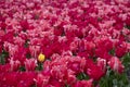 A beautiful field of deep red flowering tulips with one yellow tulip. Royalty Free Stock Photo