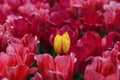 A beautiful field of deep red flowering tulips with one yellow tulip. Royalty Free Stock Photo