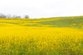 A Beautiful Field of Dense Yellow Flowers Blooming at Stroud Preserve, West Chester, Pennsylvania, USA