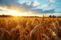 Beautiful field with ears of wheat harvest on blue sky background, sunrise or sunset Royalty Free Stock Photo