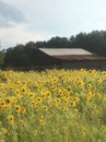 The beautiful field filled with sunflowers Royalty Free Stock Photo