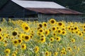 The beautiful field filled with sunflowers Royalty Free Stock Photo