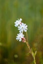 beautiful field flower on a high stem